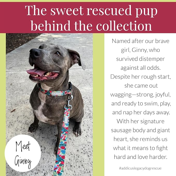 Lucky Love Dog - Adjustable Dog Collar with Easy Click Buckle for Small Ones, Durable, & Comfortable for Male & Female Dogs, Pet Collar for Puppies & Adult Dogs - Ginny, XS