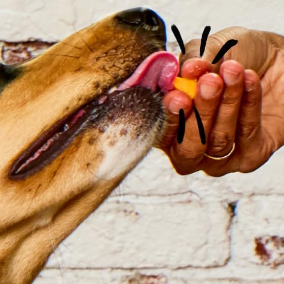 Spot & Tango Cheese Bites Dog Treats - Single Ingredient, 100% Cheese - Freeze-Dried, Grain & Gluten-Free - USA-Made - for Small, Medium, and Large Dogs
