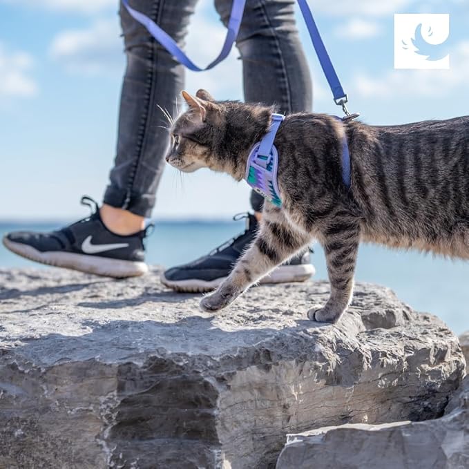 RC Pets Adventure Kitty Cat Harness | Adjustable Airmesh Vest with D-Ring and 6ft Leash for Walking and Travel | Teal, Large