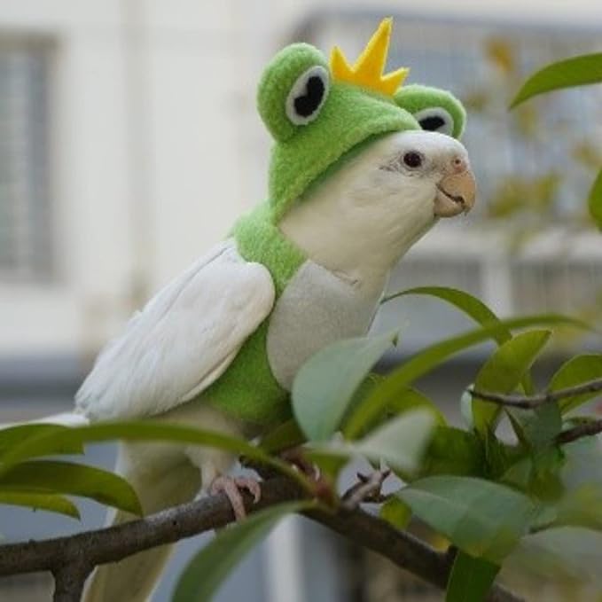 Bird Costume Diaper Flight Suit Frog Shape Hoodie Clothes Cosplay Photo Prop for Parrots Parakeet Cockatiel Sun Conure, Small Animals Apparel (Pink Without Diaper, Medium), Green
