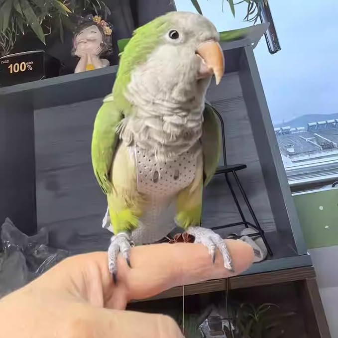 Premium Genuine Cowhide Bird Flight Harness Anti Bite Breathable Parrot Diaper Parrot Suit with Leash for Parakeet Conure Quaker Flying Clothes Rope and Handle (Without Leash,Pigeon)