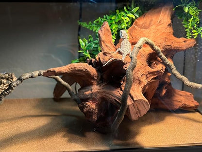 PINVNBY Large Driftwood for Aquarium Fish Tank Decorations Natural Assorted Branches Bearded Dragon Tank Accessories Terrarium Decor for Aquarium Decor (11-18 inches/1 Pack)
