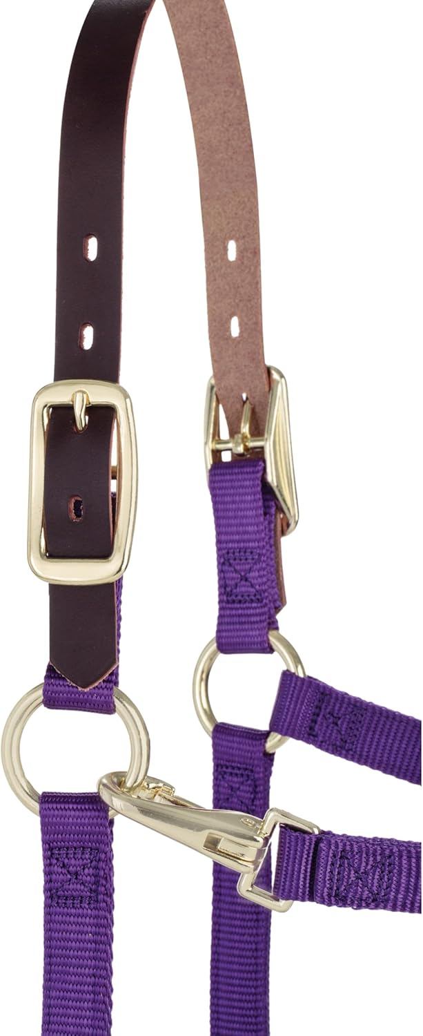 Weaver Equine Breakaway Horse Halter, Supple Leather Crown, Adjustable Chin & Throat Snap Halters for Horses, Equine Tack