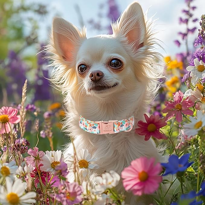 Floral Dog Collar - Cute Summer Flowers Dog Collars for Small Dogs, Durable Adjustable Male Female Puppy Collar with Metal Buckle S