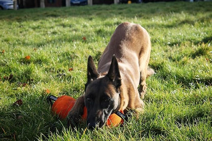 Dingo Gear Dog Tug Toy for Strong Dog, Bite Training, IGP, Fun, French Linen Candy, 12x5,5" Orange Berta S00098
