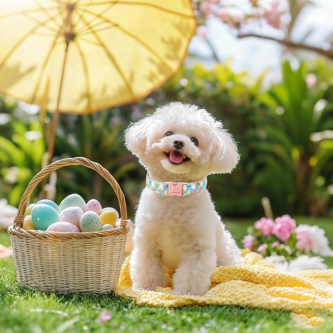 Easter Dog Collar, Cute Egg Hunt Easter Collars for Small Dogs, Playful Bunny & Chick Print, Adjustable Heavy Duty Boy Girl Spring Holiday Dog Collar with Metal Buckle S