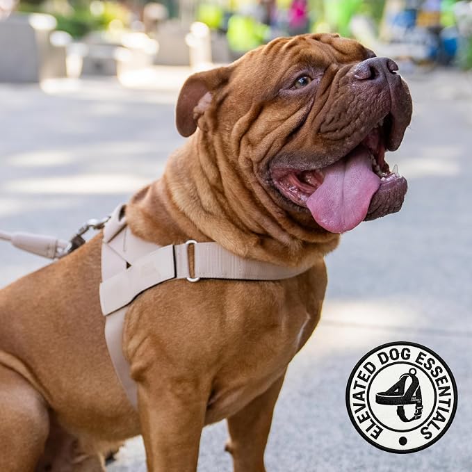 Dog Friendly Co. Dog Harness for Small Dogs (Brown, Small) | One Click Buckle, Chafe Resistant Webbing, Adjustable Neck & Chest, and Heavy Duty D-Ring, Sturdy Comfortable and Easy to Use