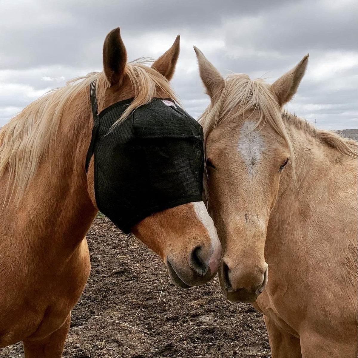 EquiVizor 95% UV Eye Protection (COB) Standard Horse Fly Mask - Help with Uveitis, Corneal Ulcer, Light Sensitivity. Designed to Stay On Your Horse, Off The Ground.