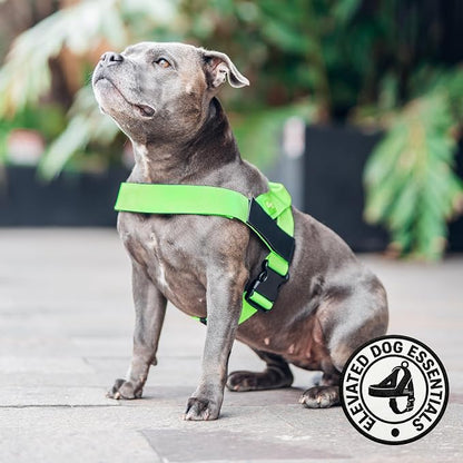 Dog Friendly Co. Dog Harness for Medium Sized Dogs (Neon Green, Medium) | One Click Buckle, Chafe Resistant Webbing, Adjustable Neck & Chest, and Heavy Duty D-Ring, Sturdy Comfortable and Easy to Use