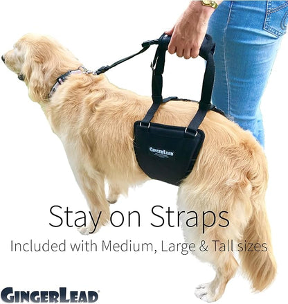 Dog Support Harness, Rear End Lift Sling, Tall Male, Made in USA | Fits Tall, Lean Dogs like Greyhounds or Great Danes, Padded Mobility Aid, Help Pets Walk or Balance, Machine Wash & Dry