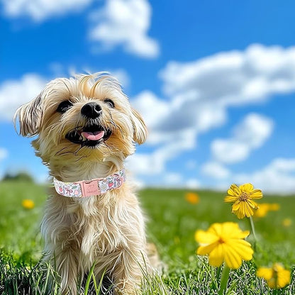 Cute Dog Collar, Spring Summer Pastel Dog Collars, Fruit Garden Dream Puppy Collar, Adjustable Heavy Duty Pet Collar for Small Medium Large Dogs with Metal Buckle XS