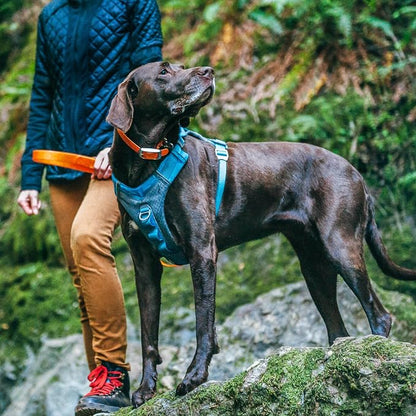 Kurgo Journey Air Dog Harness, Coral, Medium | Padded Chest, Ripstop Outer & Breathable Mesh, Back Assist Handle, Rust-Free Aluminum Hardware, Reflective Trim