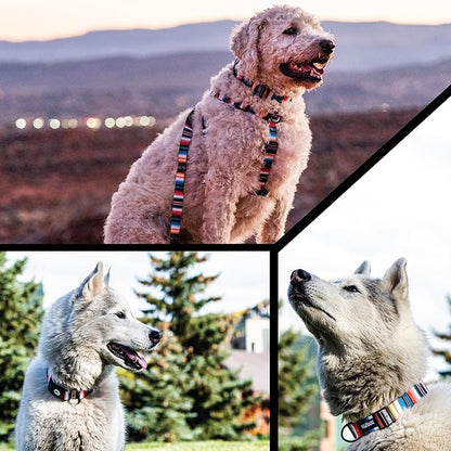 Wolfgang Heavy Duty, Adjustable Dog Collar with Quick Release Nylon Buckle for Walking & Training, LostArt Print, Small