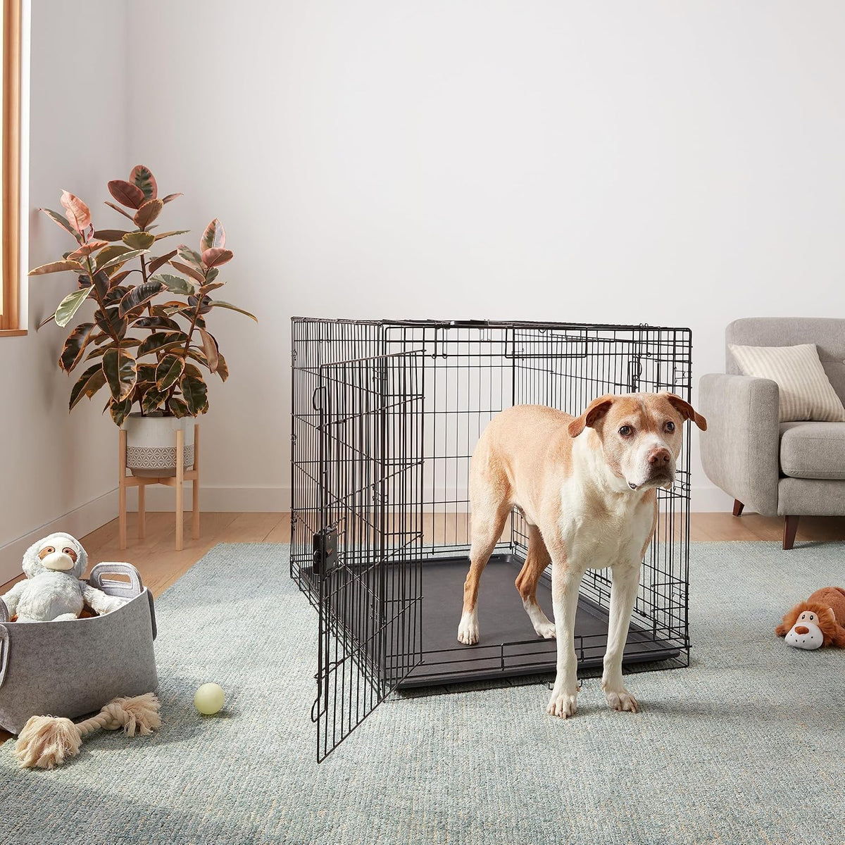 Amazon Basics Durable, Foldable Metal Wire Dog Crate with Tray, Double Door, 48 x 30 x 32.5 in, Black