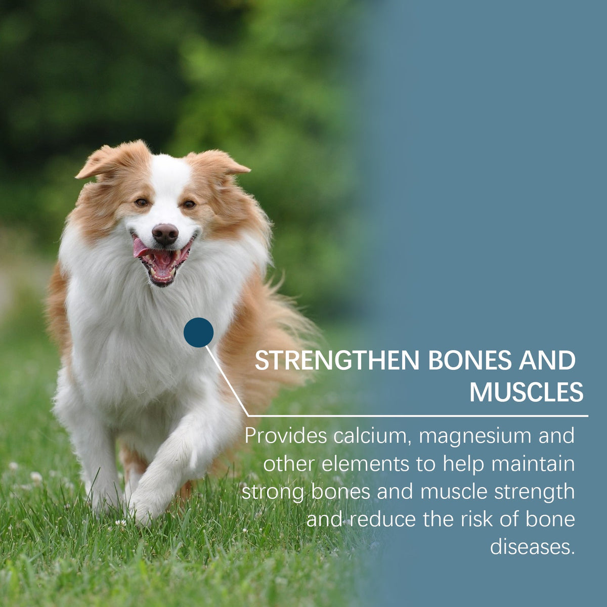 Dog Mineral Supplement Tablets, 80 Chewable Minerals Tablets For Pica, Appetite & Bone Health Support, Non-GMO Human Grade Pet Vitamins